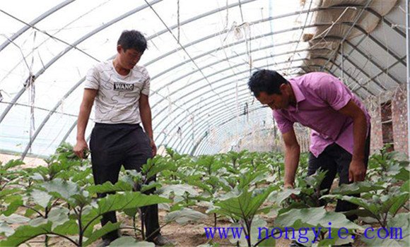 茄子栽培技术与管理要点