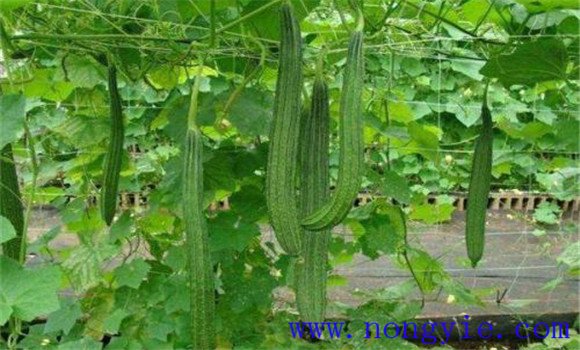 丝瓜的种植条件要求