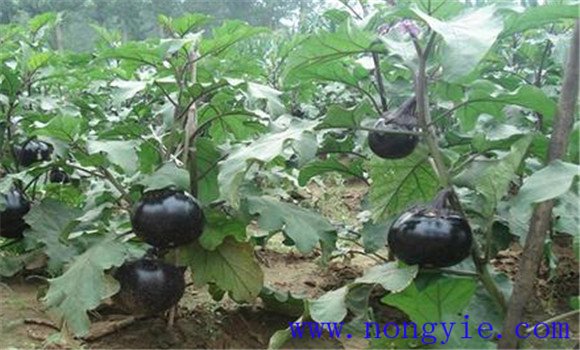 夏茄子种植技术要点