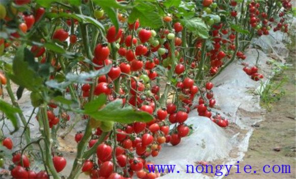 大棚促再生栽培樱桃番茄的方法