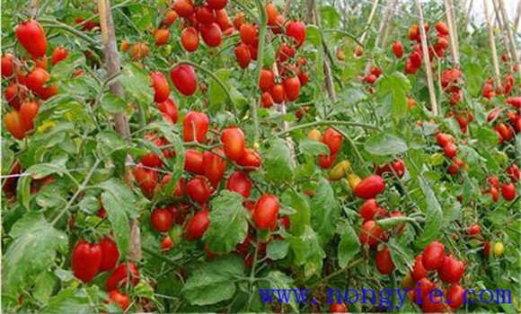 小西红柿怎么种植和管理