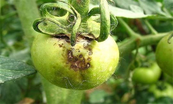 番茄灰霉病防治方法