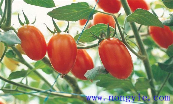 小型西红柿有什么品种