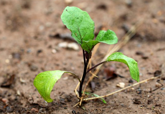 茄子定植时间