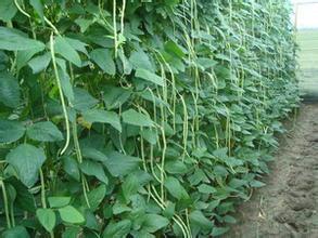 豆角种植方法