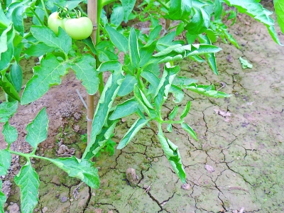 番茄种植方法