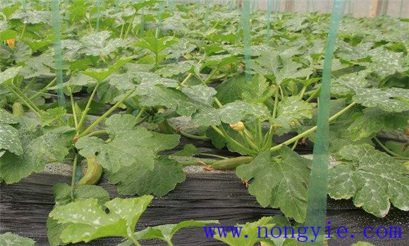 西葫芦定植技术要点