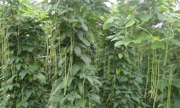 豇豆种植时间