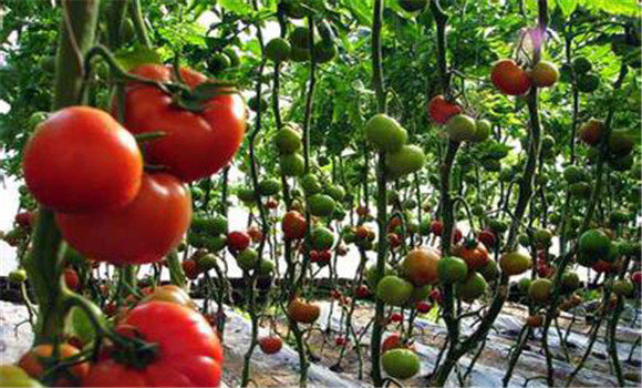 大棚番茄种植方法