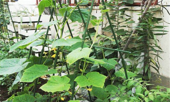 丝瓜种植