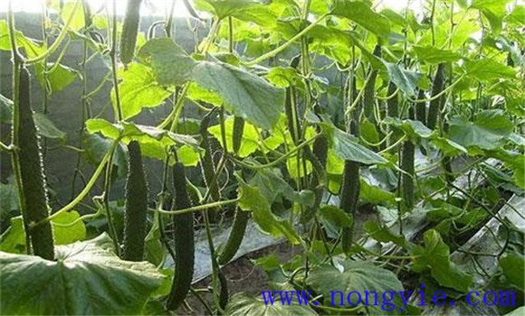 黄瓜施肥的正确方法