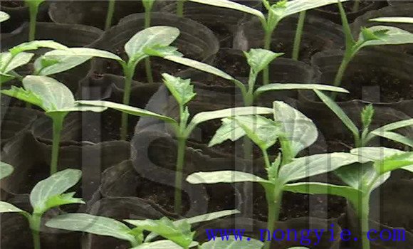 丝瓜育苗温度要求