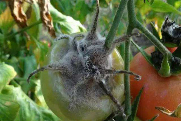如何防治番茄灰霉病