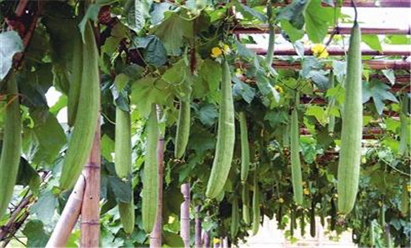 丝瓜种植方法