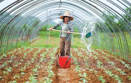 菜豆的栽培时间