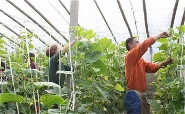 黄瓜落蔓需要注意什么