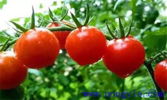 番茄畸形果如何预防