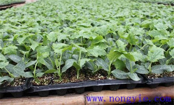 丝瓜育苗种植时间