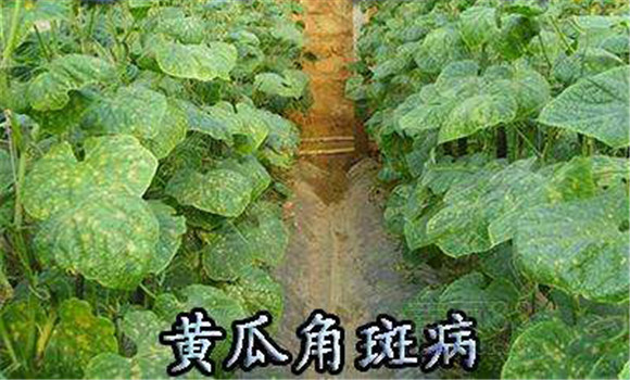 黄瓜角斑病防治