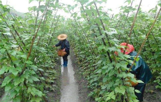 菜豆的田间管理